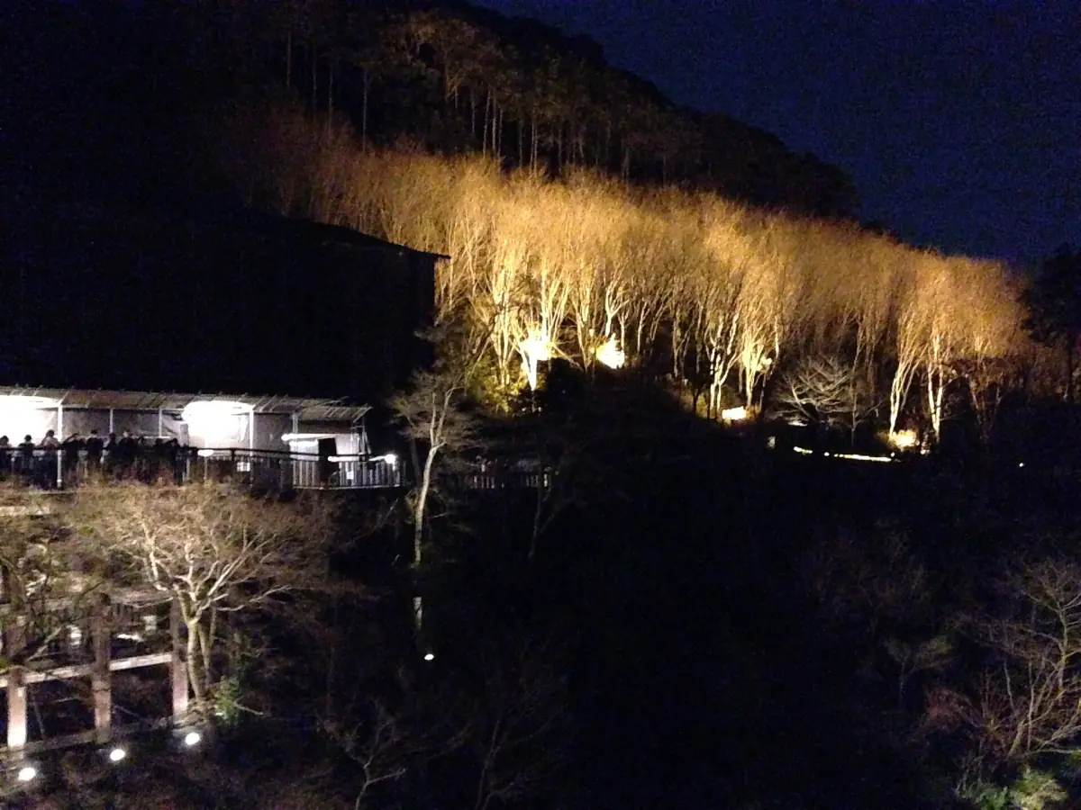 Beleuchtete Kirschbäume am Kiyomizu-dera